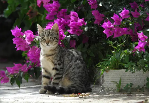 ブーゲンビルアの花 ティノスアイランド キクラデス ギリシャ 子猫の前に座っている若い家庭用子猫 ブーゲンビルアの花の前に座って シクラデス ギリシャ — ストック写真