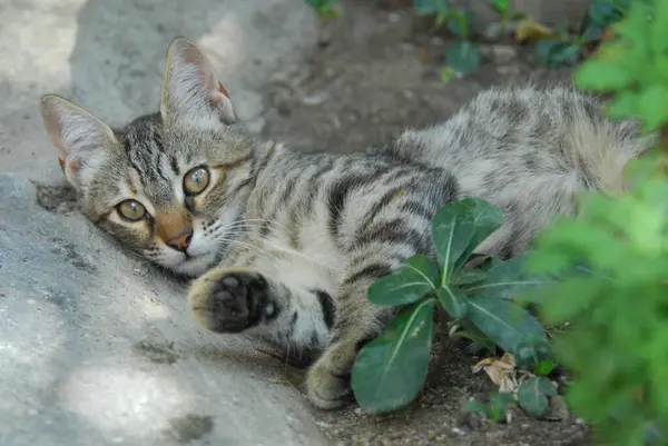 Mladá Domácí Koťátko Tabby Lehátko Zemi Cyclades Řecko Koťátko Strečink — Stock fotografie