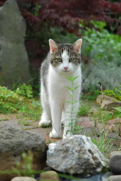 国内の猫 ホワイトとブラウンタビー ロックガーデン ノンプリーショートヘア ホワイトとブラウンタビー 岩の野生の猫 フェリスシルベストリス に立っている — ストック写真