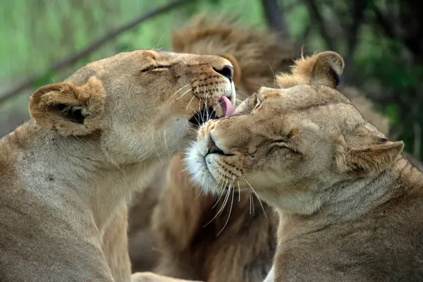 Lion Afrique Panthera Leo Parc National Kruger Réserve Chasse Privée — Photo