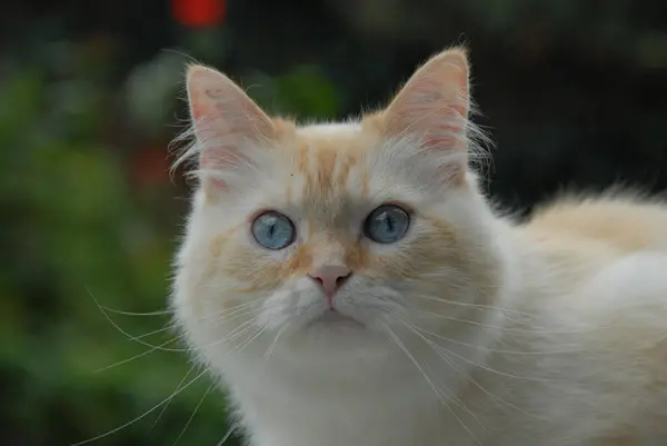 Domestic Cat Cream Tabby Point Blue Eyed Portrait Cat Cream — Stock Photo, Image