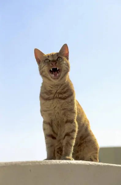 Gato Vermelho Vigia — Fotografia de Stock