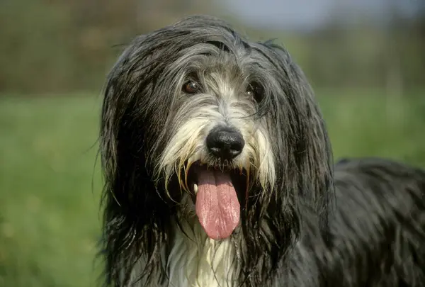 Bearded Collie Bitch Highland Collie Mountain Collie Hairy Mou Collie — Stock fotografie
