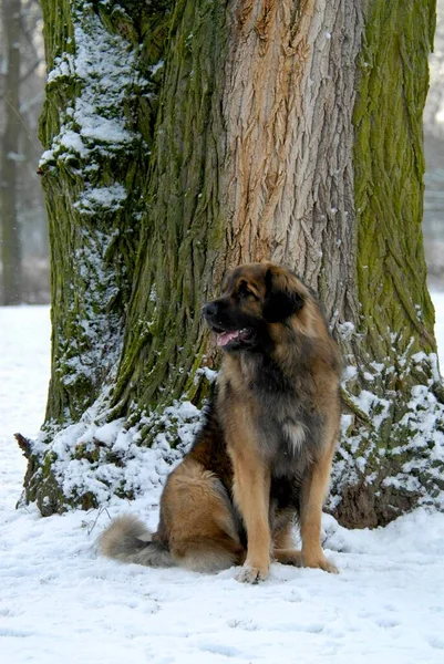 雪の木に近いレオンベルガー犬のクローズアップビュー — ストック写真