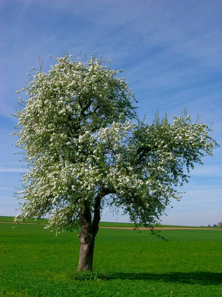 Árvore Pêra Pyrus Communis Florescendo Paisagem Primavera Pêras Florescimento Árvore — Fotografia de Stock