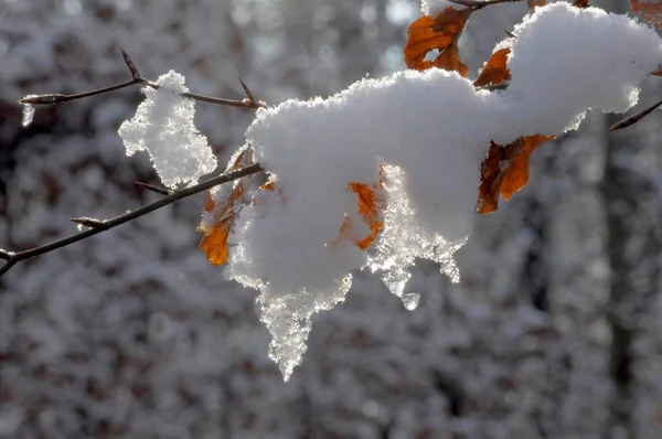 ビーチの葉 冬の腐敗した森の雪 — ストック写真