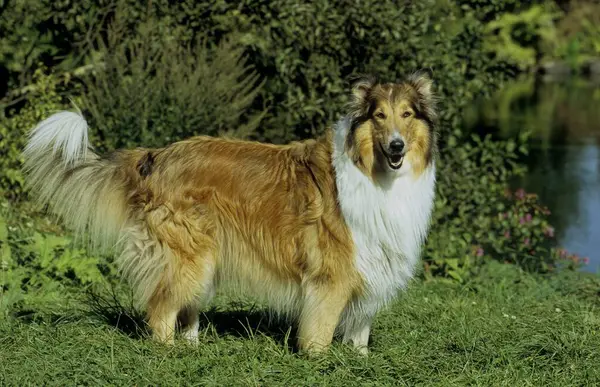 Collie Collie Rough Longhaired Scottish Sheepdog Fci Standard 156 — Foto Stock
