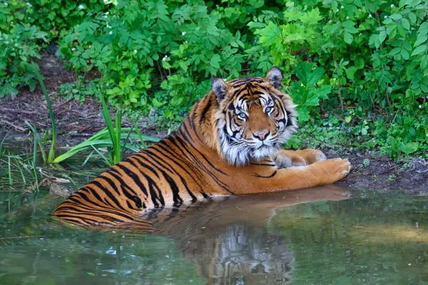 Sumatra Tigre Deitado Água — Fotografia de Stock