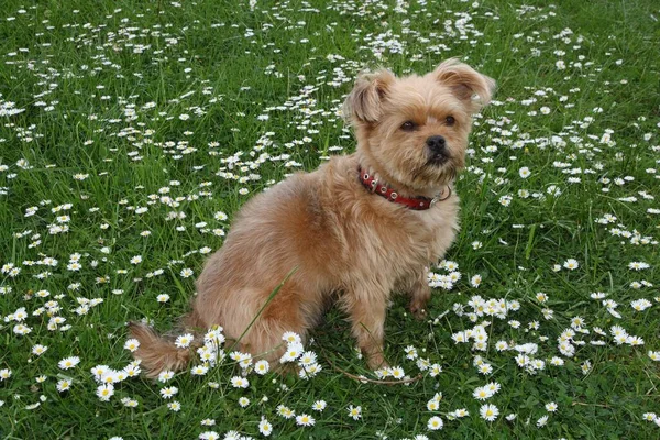 杂交品种的狗坐在雏菊中 — 图库照片