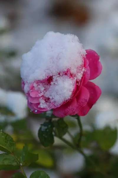 Красная Роза Снегом — стоковое фото