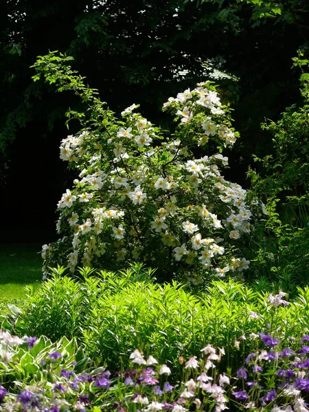 White Dog Rose Flowering Garden — Stock Photo, Image