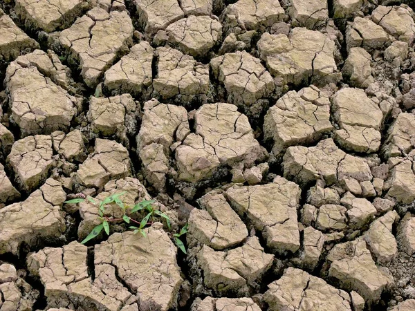 Risse Der Ausgetrockneten Erde Große Trockenheit — Stockfoto