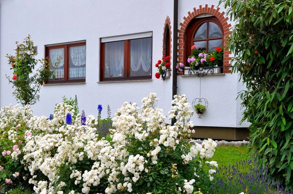 Garden with house, arched window with flowers, geraniums at the window outside, white roses in the garden