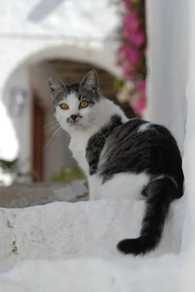 Şirin Evcil Kedi Manzarası — Stok fotoğraf