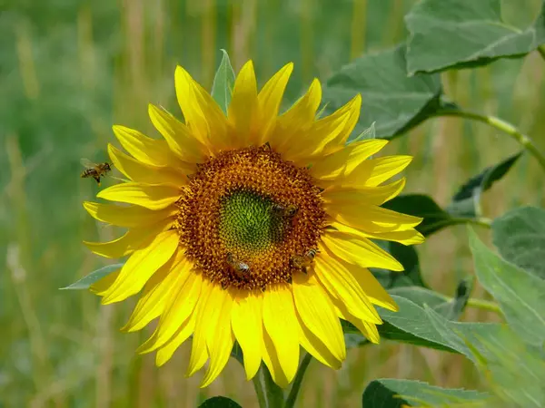 Slunečnice Rostoucí Poli Zemědělský Koncept — Stock fotografie