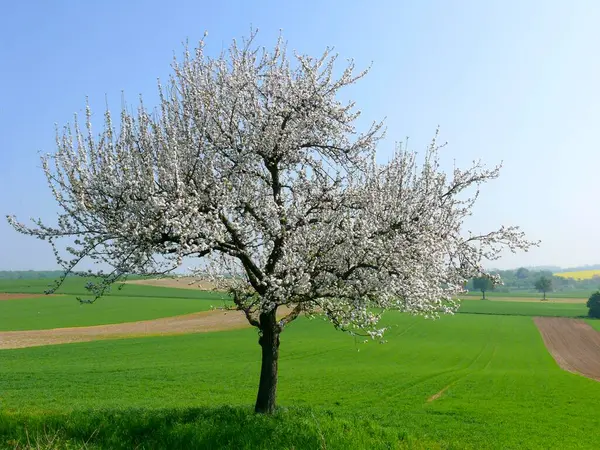 Frühling Landschaft Blühender Obstbaum — Stockfoto