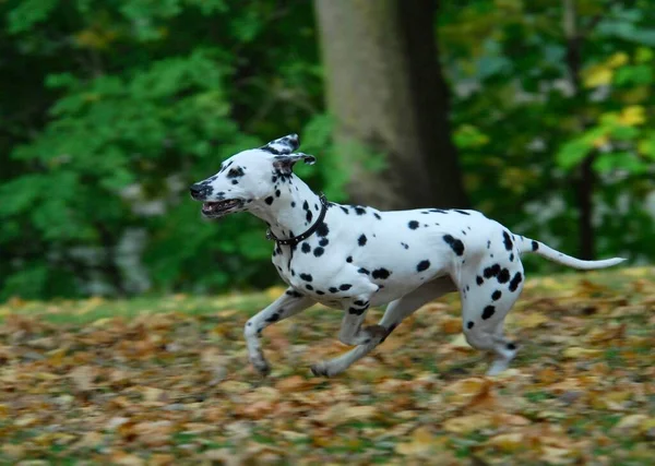 Close-up view of Dalmatian dog running across a meadow with autumnal leaves