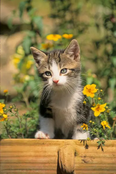 Domestic Cat Posing Summer Garden — Stock Photo, Image
