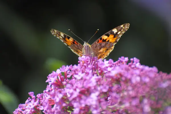 バタフライは 夏のライラックの花に蝶の茂みに女性 ヴァネッサ カルデイ を描きました — ストック写真