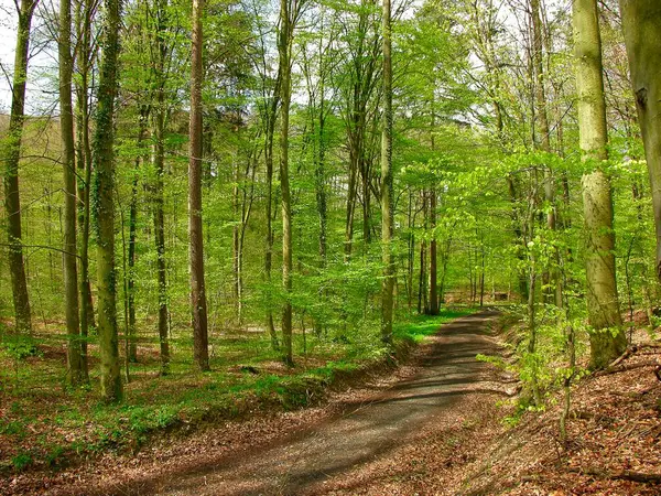 Sentier Forestier Été — Photo