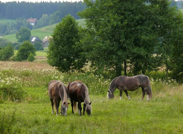 Horses Pasture Black Forest Landscape Titisee Baden Wrttemberg Germany Europe — Stock Photo, Image