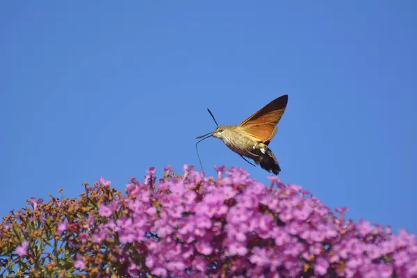 Gołąb Koliber Jastrząb Krzewie Motylkowym — Zdjęcie stockowe