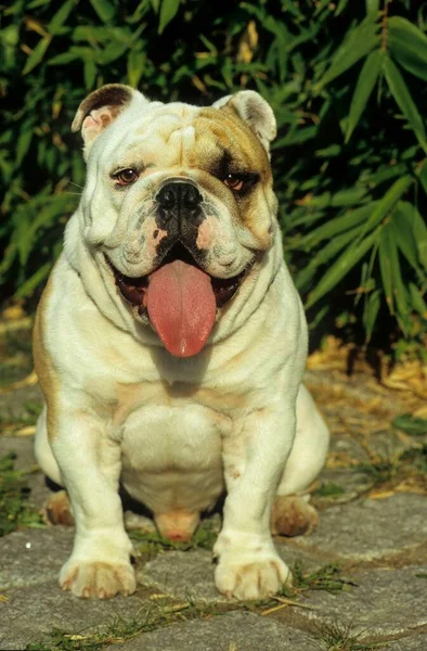 Portret Van Jonge Engelse Bulldog — Stockfoto