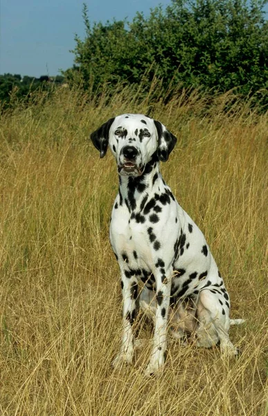 Close-up view of Dalmatian dog in the nature