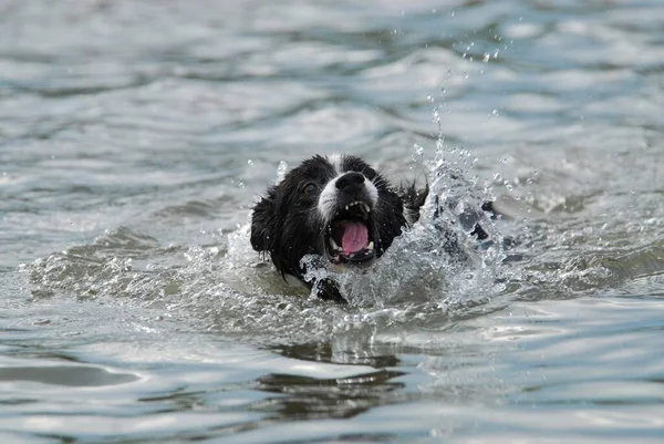 Border collie swimming with open muzzle, catching drops of water