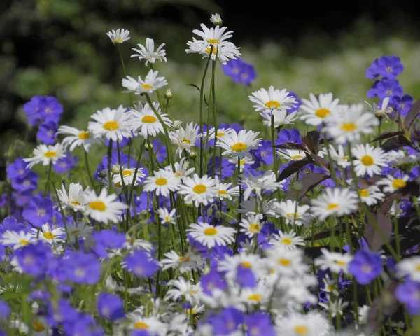 Łąka Marguerite Płaczące Kwiaty Ogród Geranium Hybryda — Zdjęcie stockowe