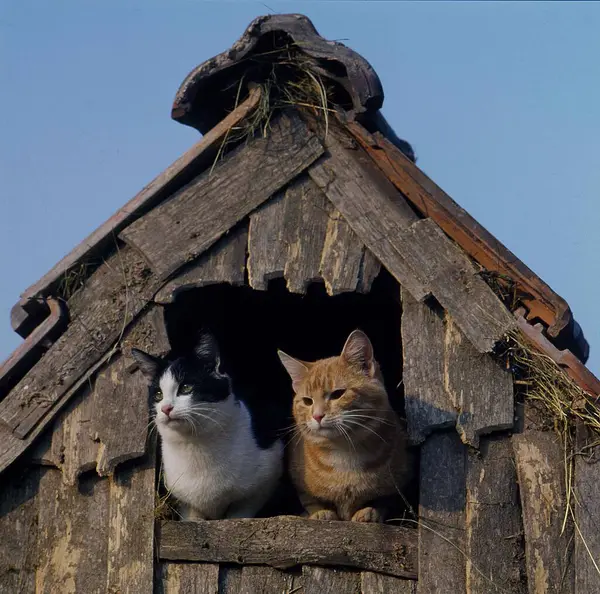 納屋から外を見下ろす2つの家猫 — ストック写真