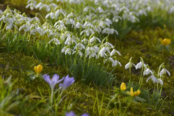 Krople Śniegu Ogrodzie Kwitnące Wiosną Wiosenne Kwiaty Ogrodzie — Zdjęcie stockowe