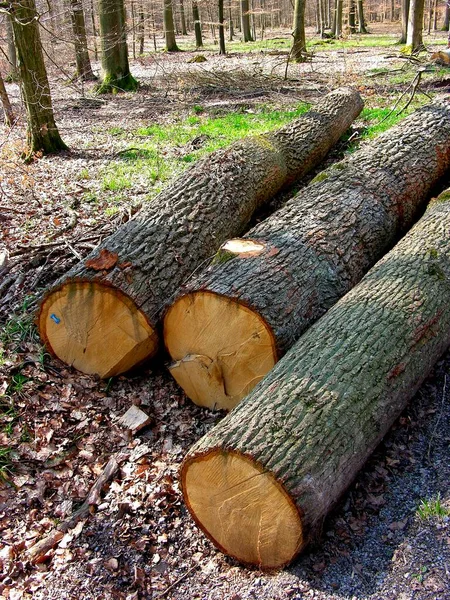 在森林木材橡木场砍伐原木 — 图库照片