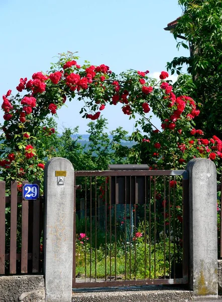 Rose Rampicanti Rose Arch — Foto Stock