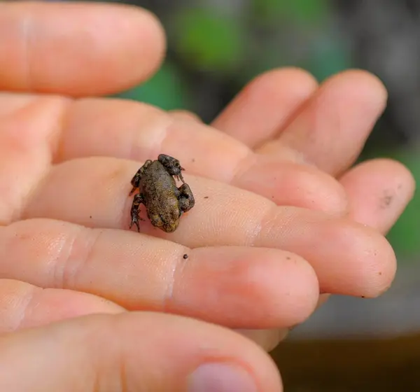 Little Young Frog Child Hand — Stock Photo, Image