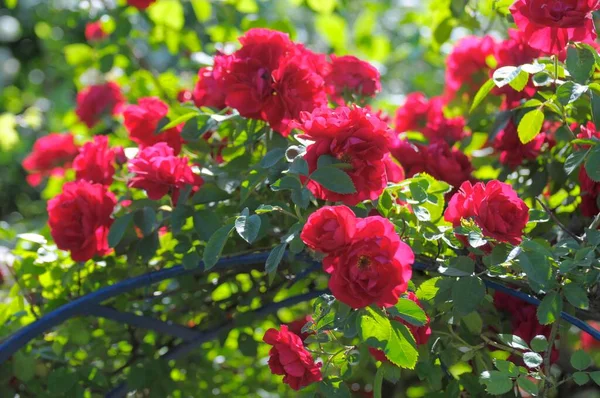 Red Roses Summer Garden — Stock Photo, Image