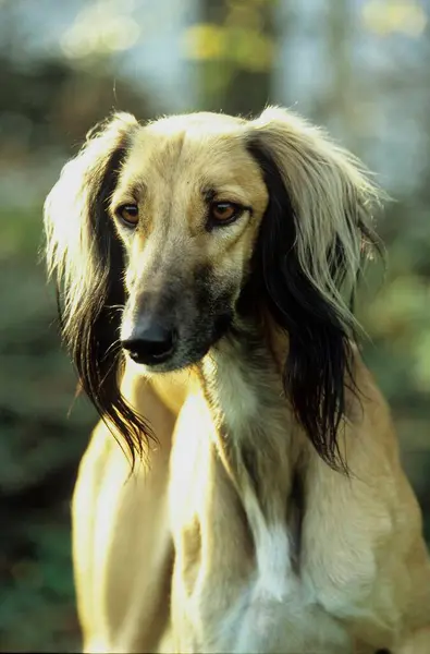 Saluki Perzische Grijze Hond — Stockfoto
