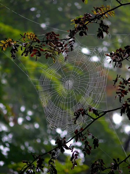 Spinnennetz Mit Seil — Stockfoto