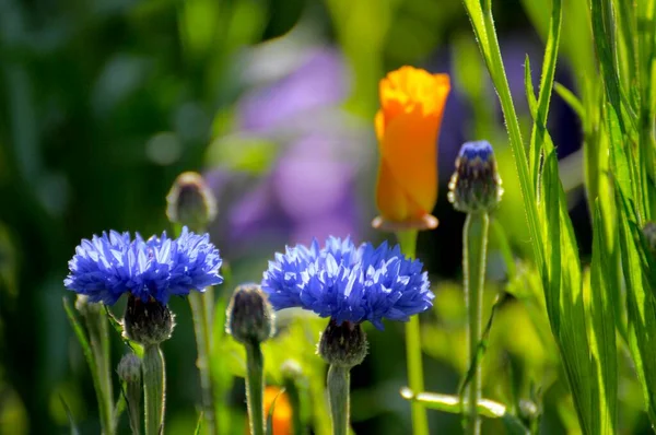 Flores Maíz Floreciendo Jardín —  Fotos de Stock