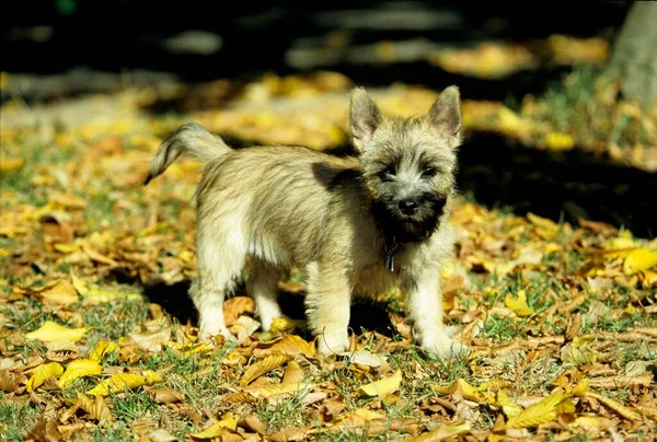 Cairn Terrier Köpek Yavrusu Haftalık — Stok fotoğraf