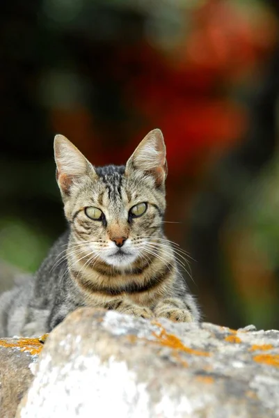 Kot Domowy Tabby Leżący Skalistej Ścianie Wyspa Tinos Cyklady Grecja — Zdjęcie stockowe