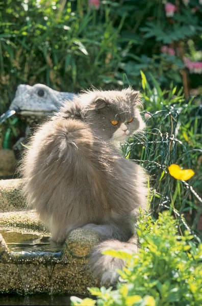 Персидский Кот Сине Кремовый Мужской — стоковое фото