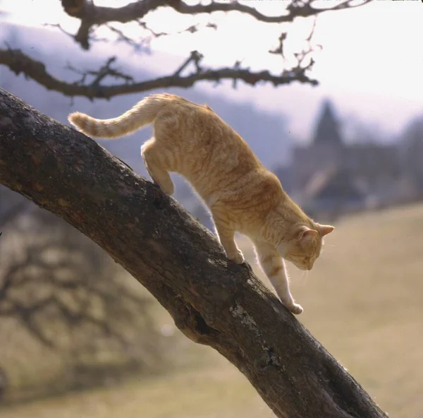 Кот Дереве — стоковое фото