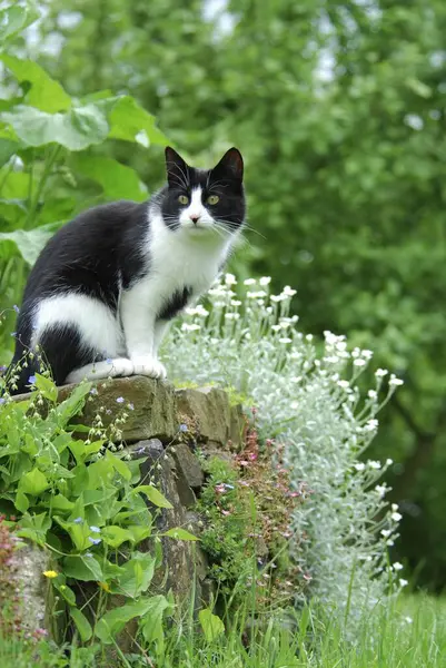 Kočka Sedí Zelené Trávě — Stock fotografie