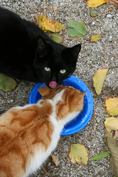 Due Gatti Colore Diverso Che Mangiano Campeggio — Foto Stock