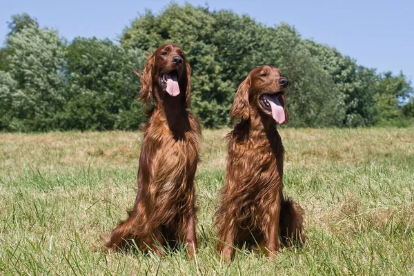 Irish Setter Males Sitting Next Each Other Meadow — Stock Photo, Image