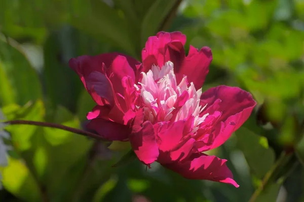 Peônia Floração Jardim Paeonia Suffruticosa Floração Rosa Peônia Arbusto — Fotografia de Stock