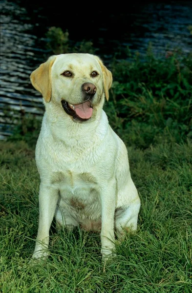 Labrador Cor Clara Creme Leve Labrador Retriever Fci Standard 122 — Fotografia de Stock