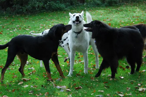 Berger Blanc Suisses Siyah Melez Köpek Groendael Birbirlerini Selamlıyorlar Beyaz — Stok fotoğraf
