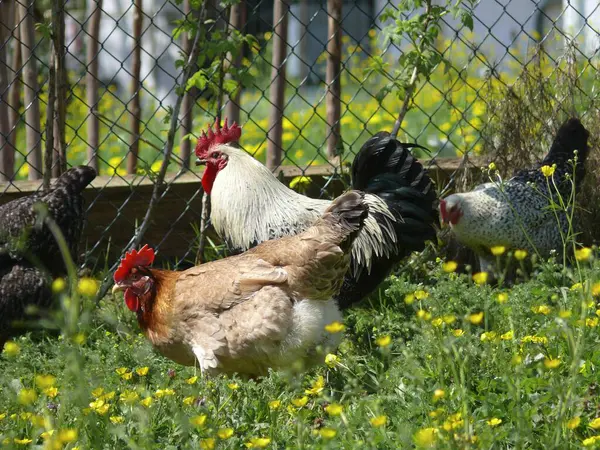 Coq Domestique Avec Poules Dans Jardin Poulet Maison Coq Poulet — Photo